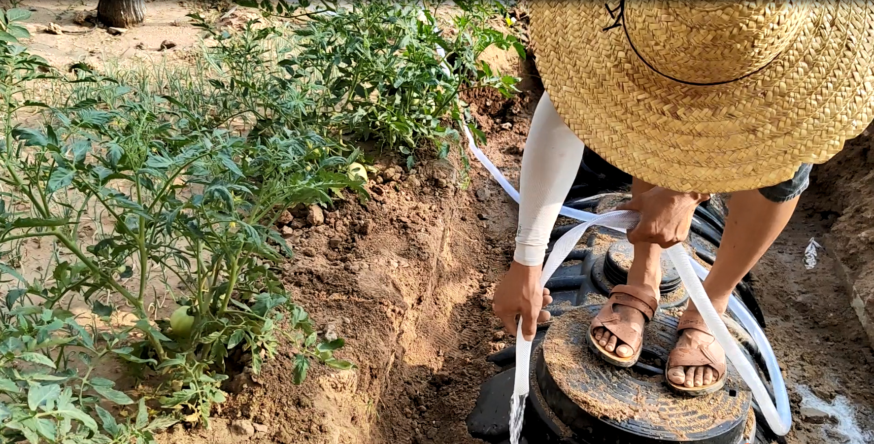 農村生活污水資源化利用的有效方式主要包括集中式資源化利用和分散式資源化利用